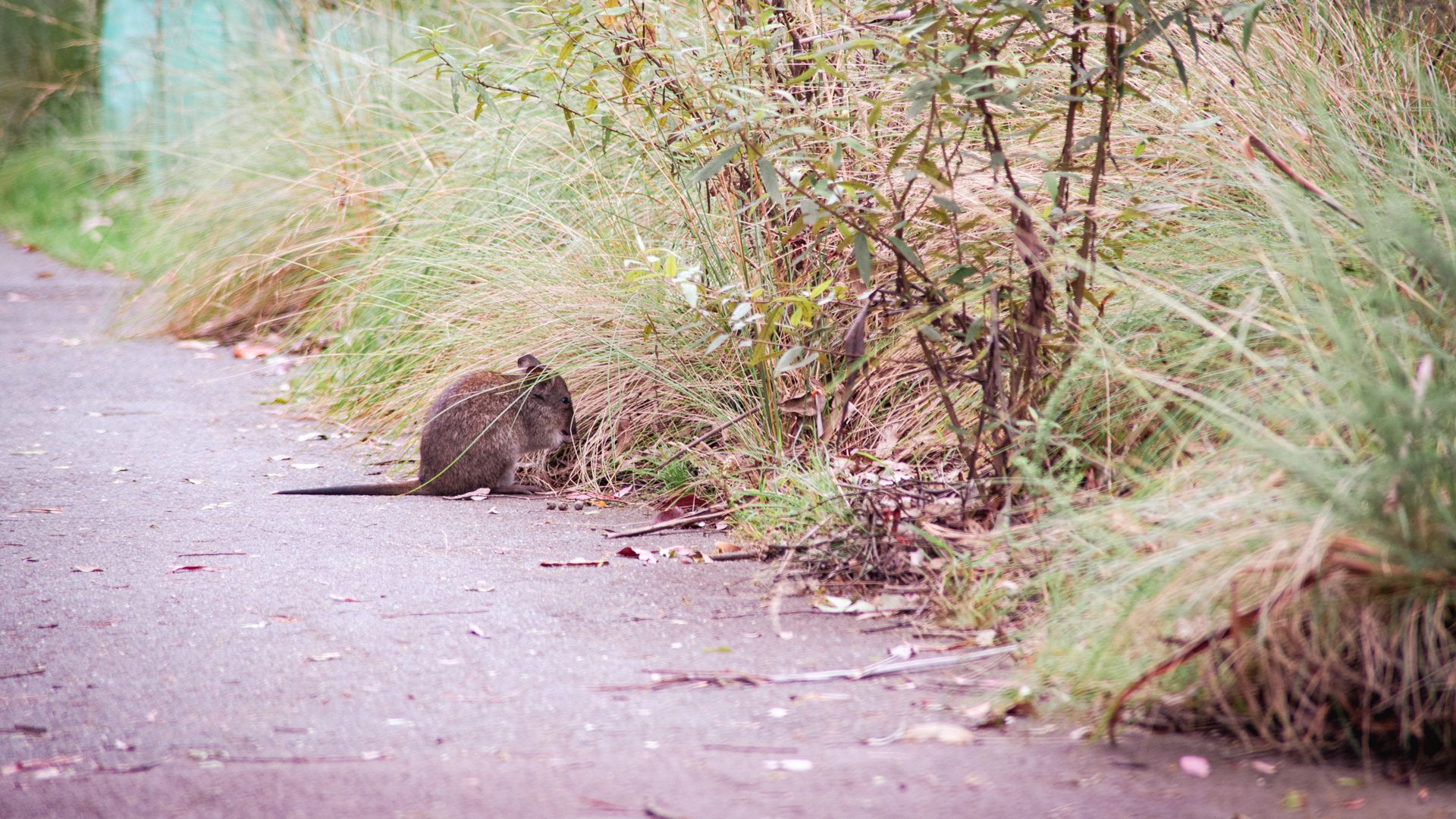 A long nosed potoroo can be seen on a walking path in The Sanctuary,